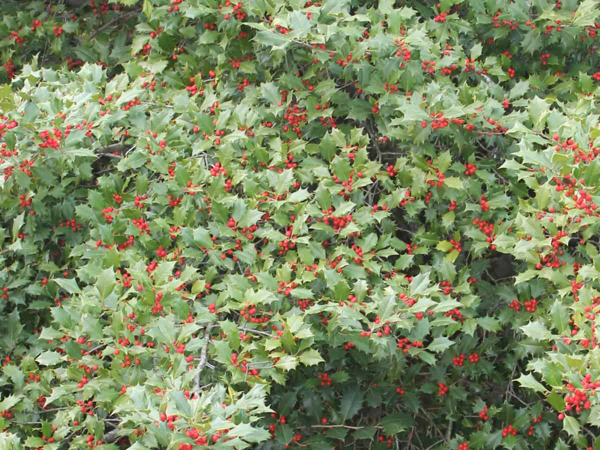 American holly offers privacy and color