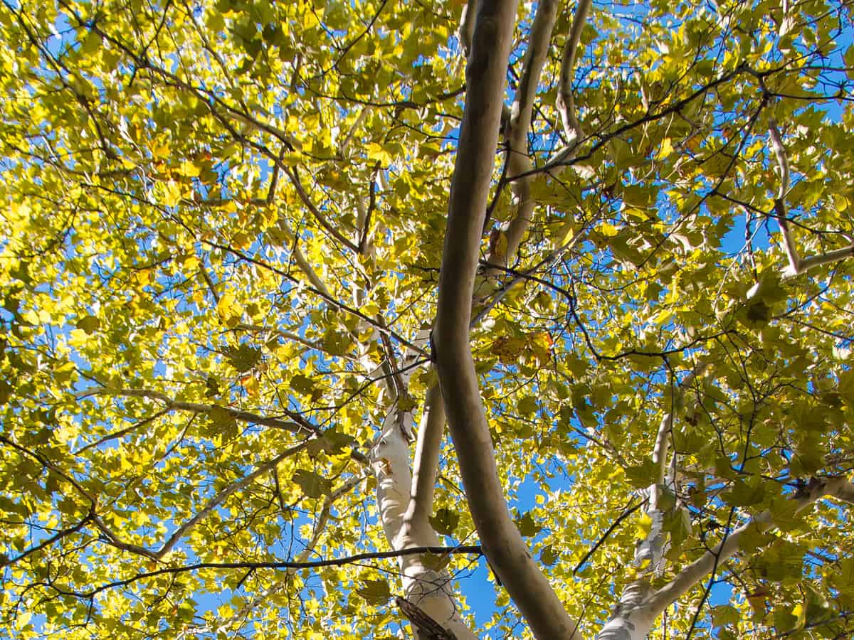 American sycamore grows six feet a year