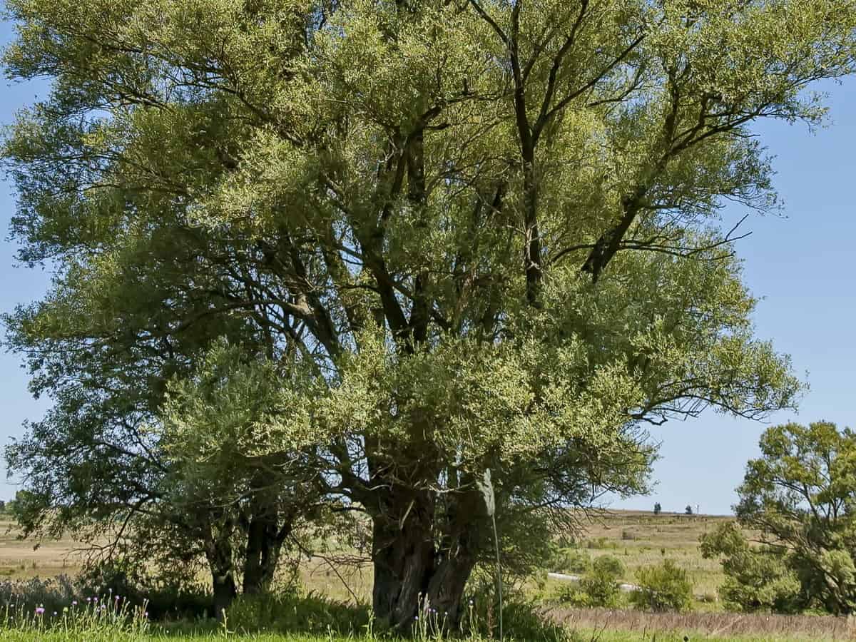 American willow hybrid makes an attractive border