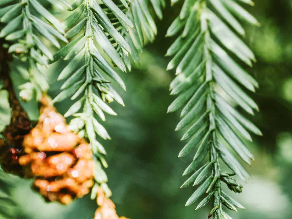 Canadian hemlock grows well in the shade