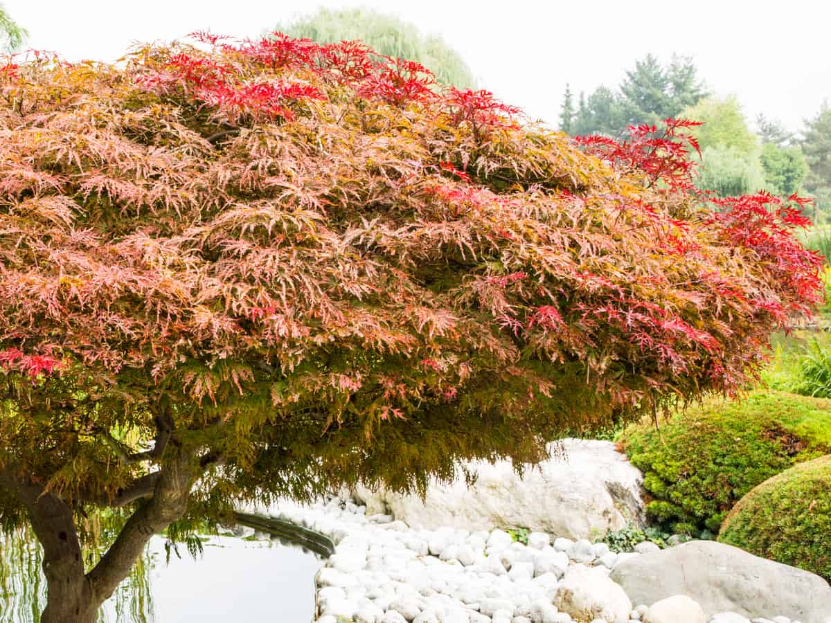 Japanese maple has vibrant red leaves