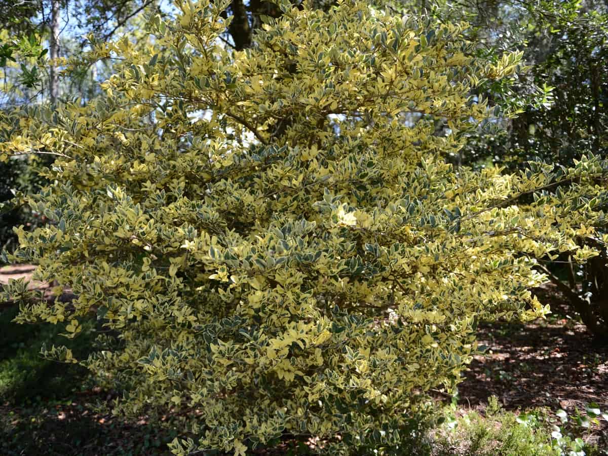 Japanese privet is an attractive border plant