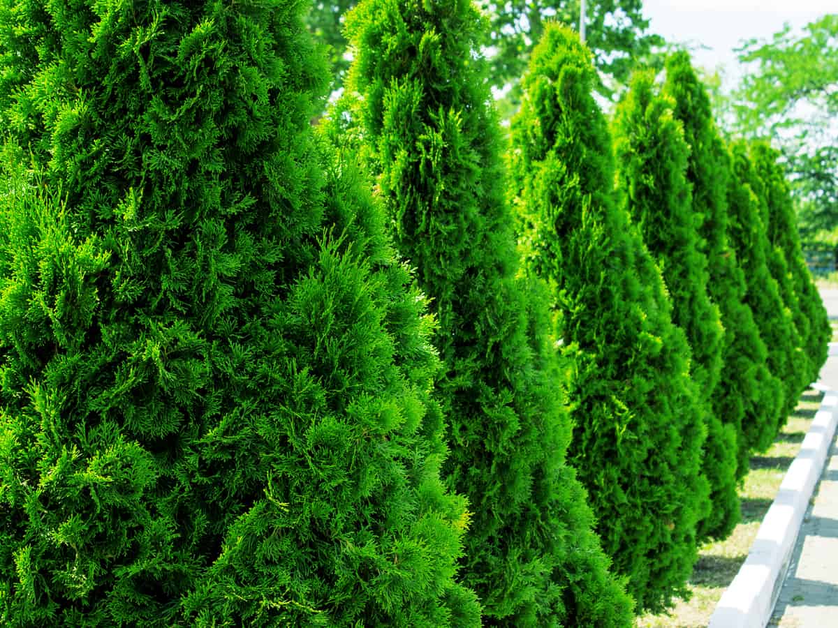 Thuja green giant is a great hedge plant