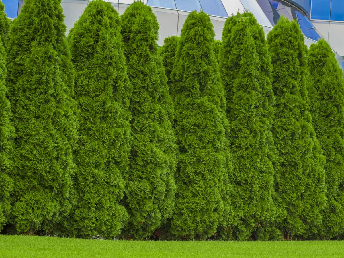 thuja green giant makes an excellent privacy hedge