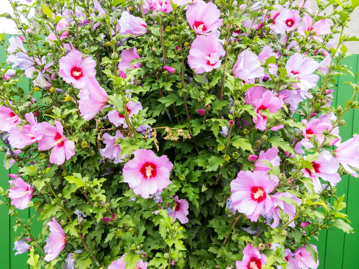 althea or rose of Sharon offers beauty and privacy