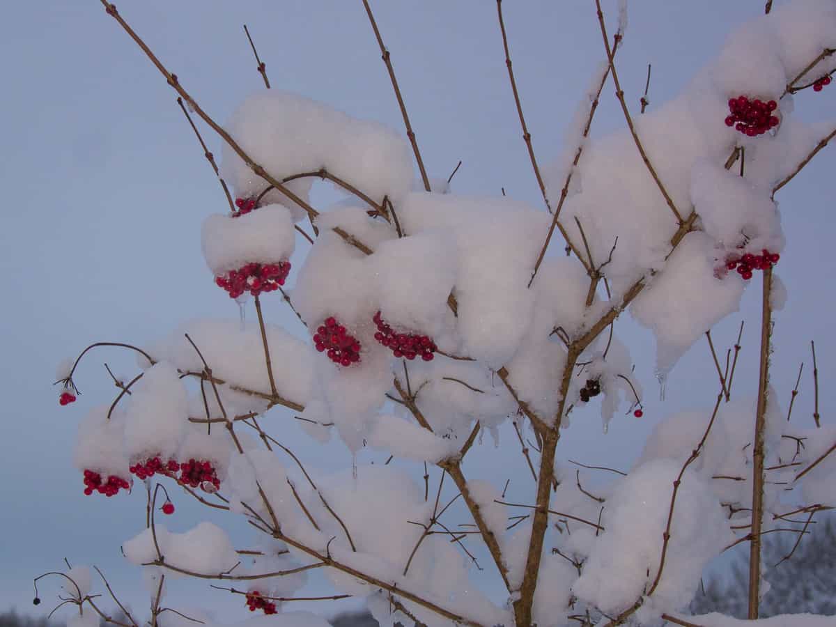 American cranberry bush is forms an informal privacy hedge