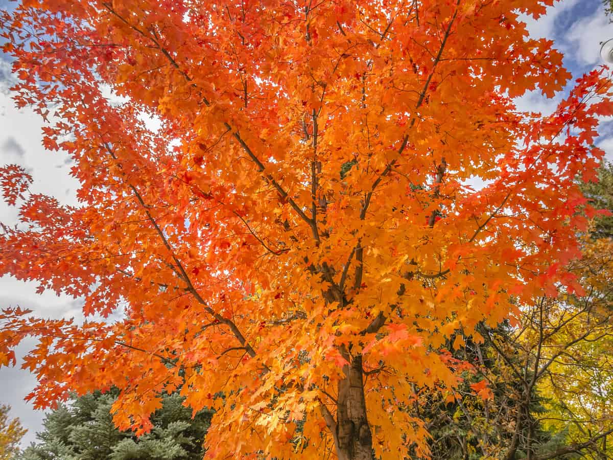 autumn blaze maple tree grows three feet a year