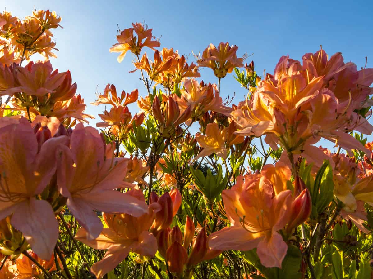 azaleas are a beautiful border plant