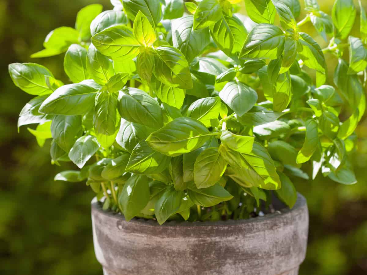 basil repels mosquitoes