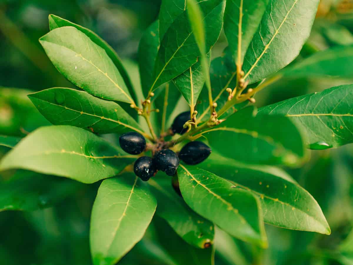 bay laurel grows in a pyramid shape and makes an attractive hedge