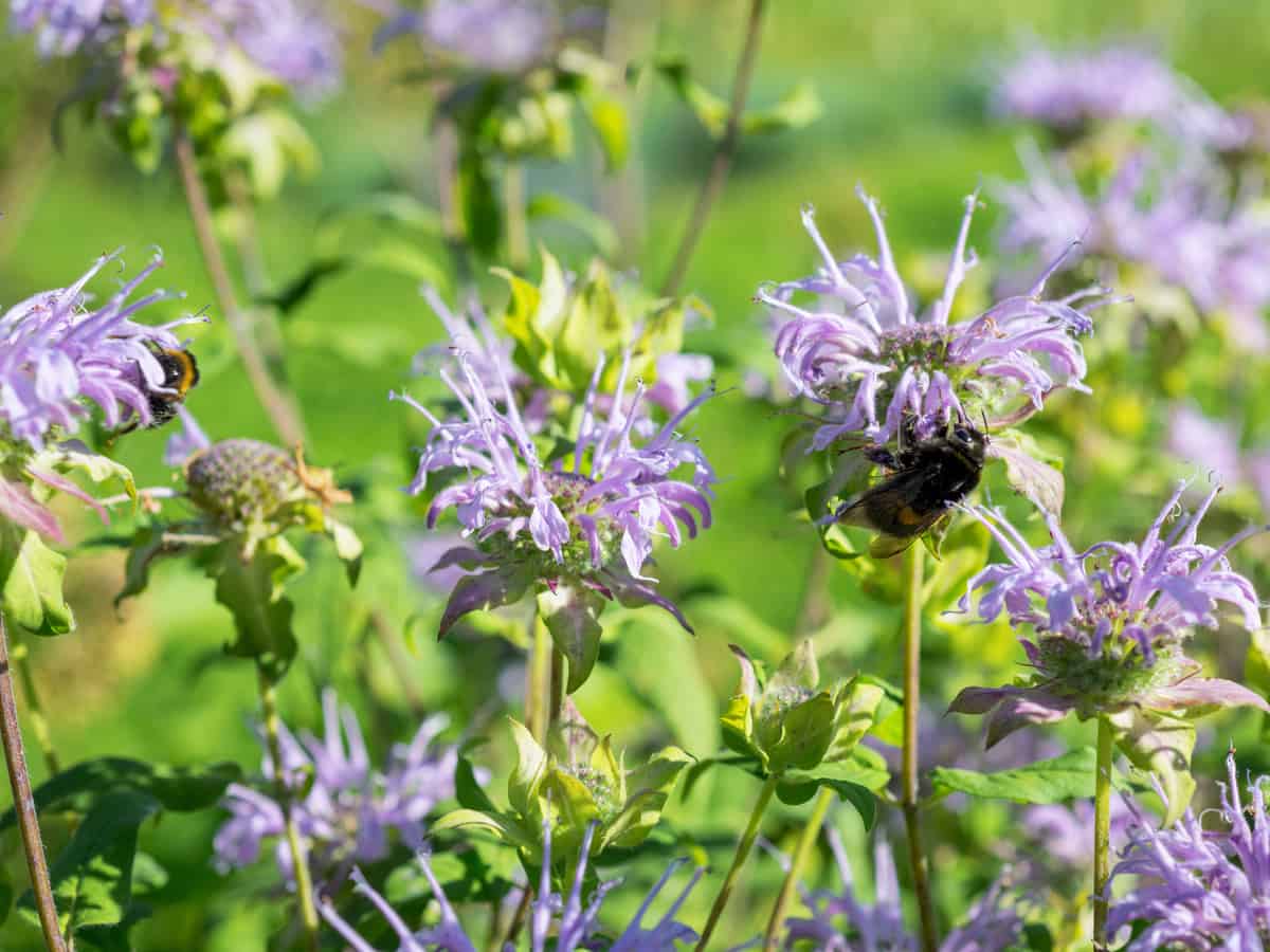 bee balm attracts bees but not mosquitoes