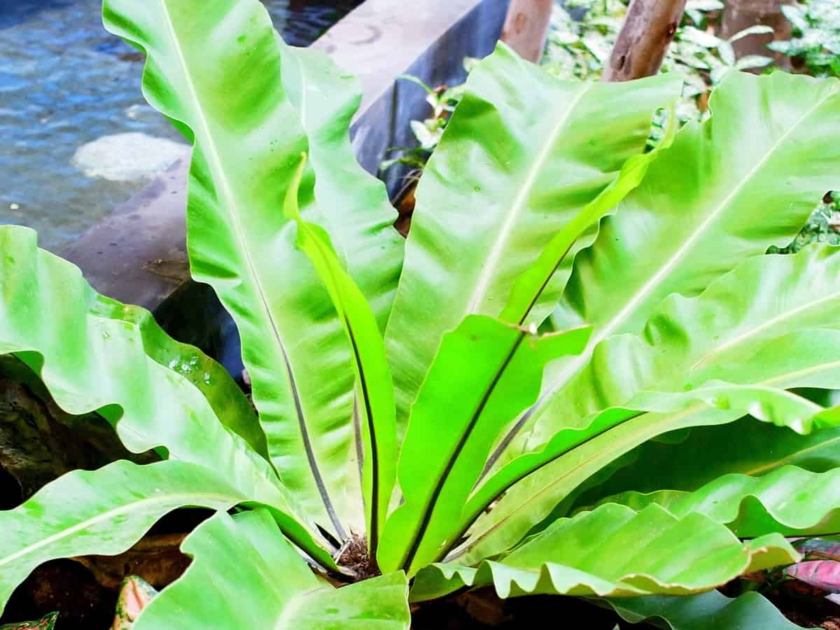 bird's nest fern houseplant has a unique leaf shape