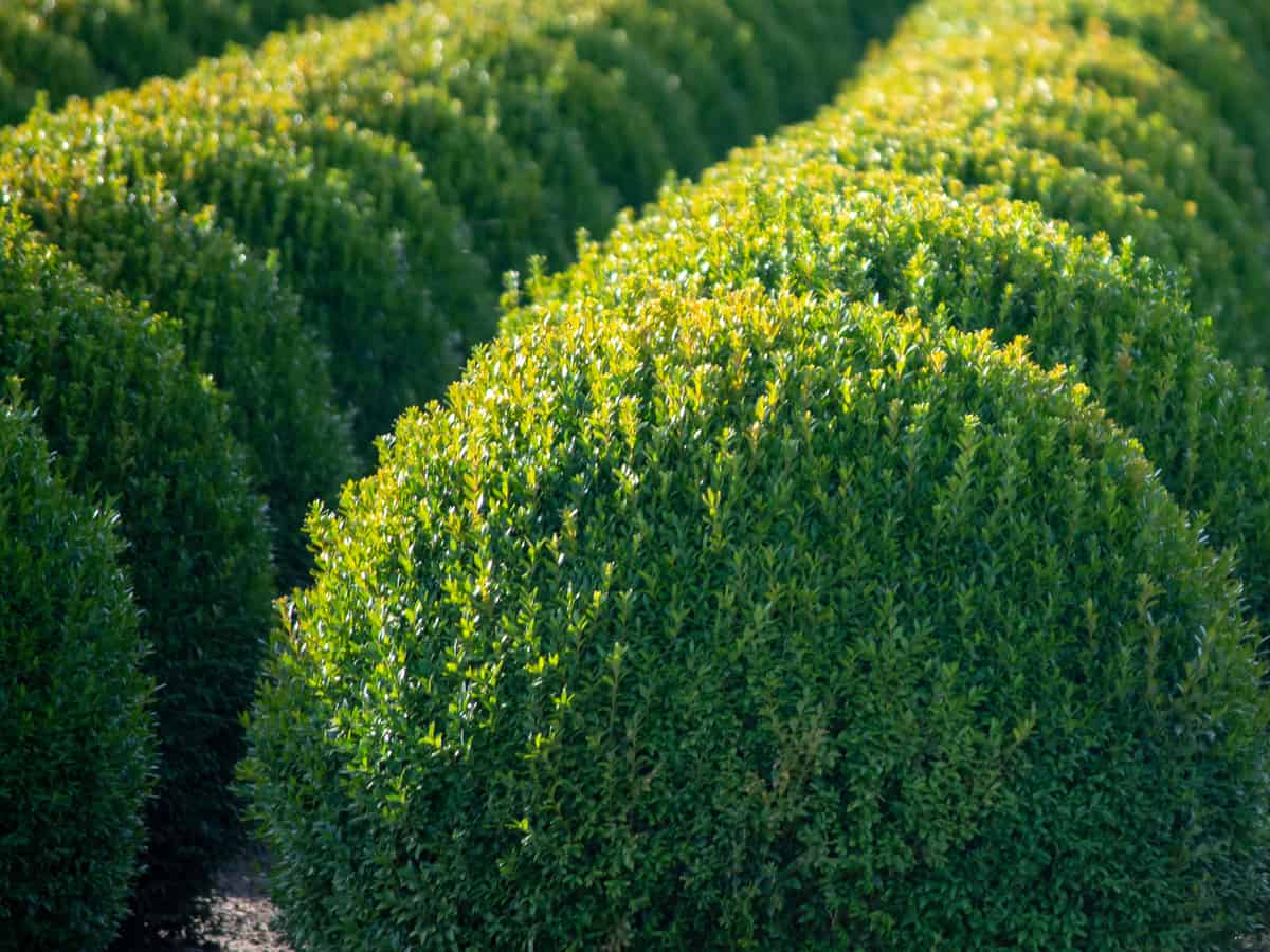 boxwood is low maintenance