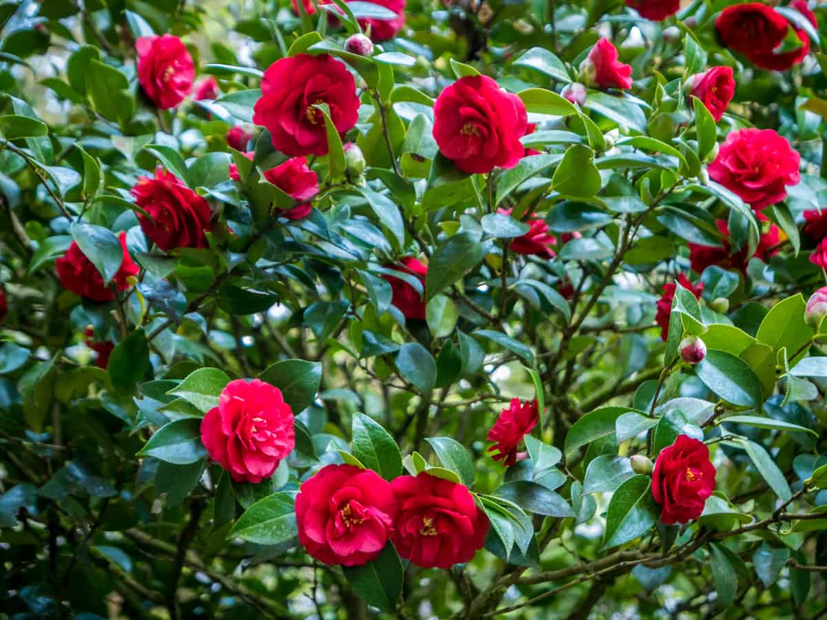 camellia japonica grows quickly and beautifully