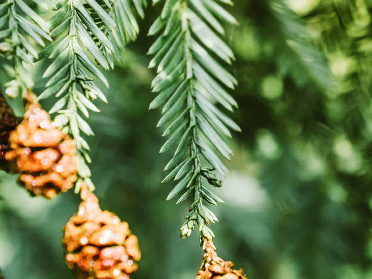 Canadian hemlock is an attractive evergreen