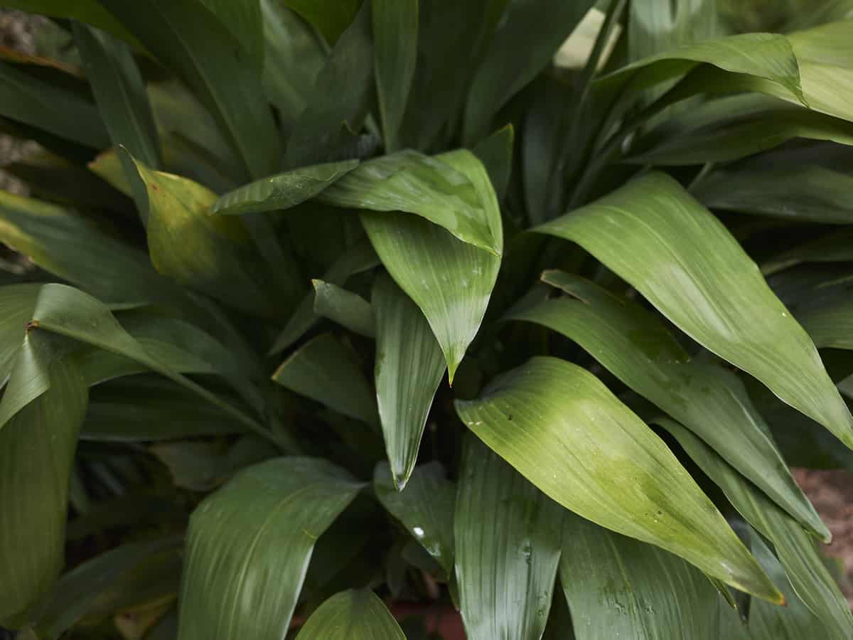 cast iron plant grows two feet high and two feet wide