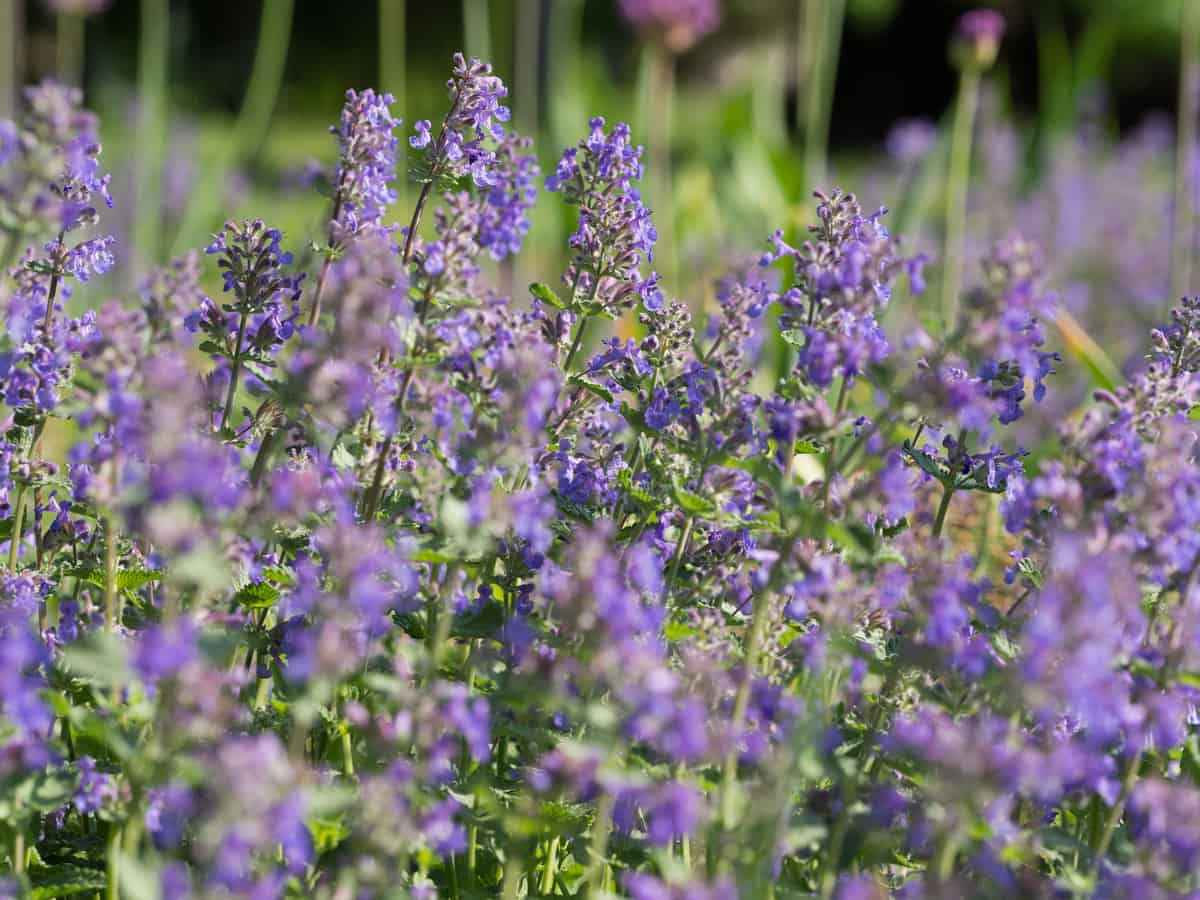 catnip repels mosquitoes