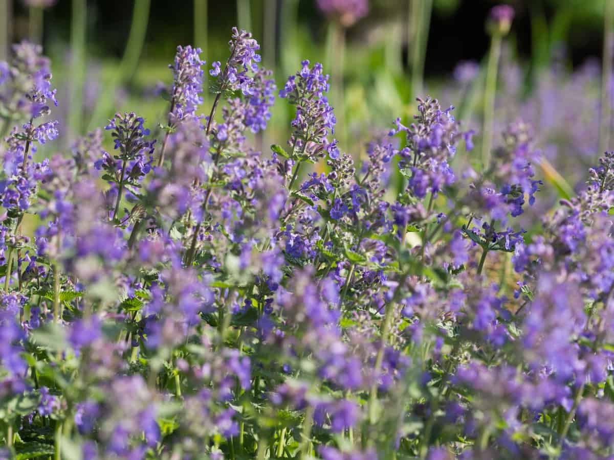 catnip repels mosquitoes