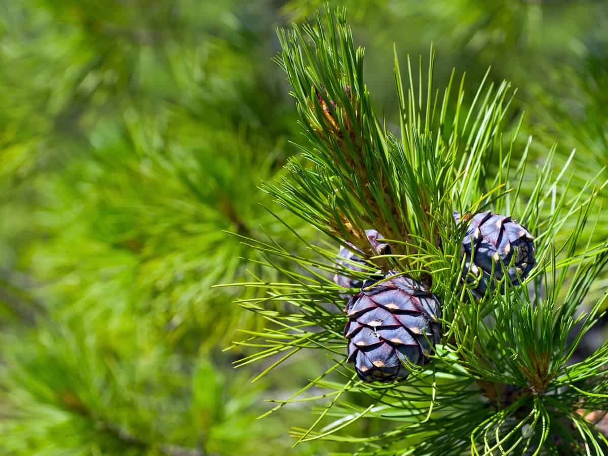 cedar tree as a mosquito repellent