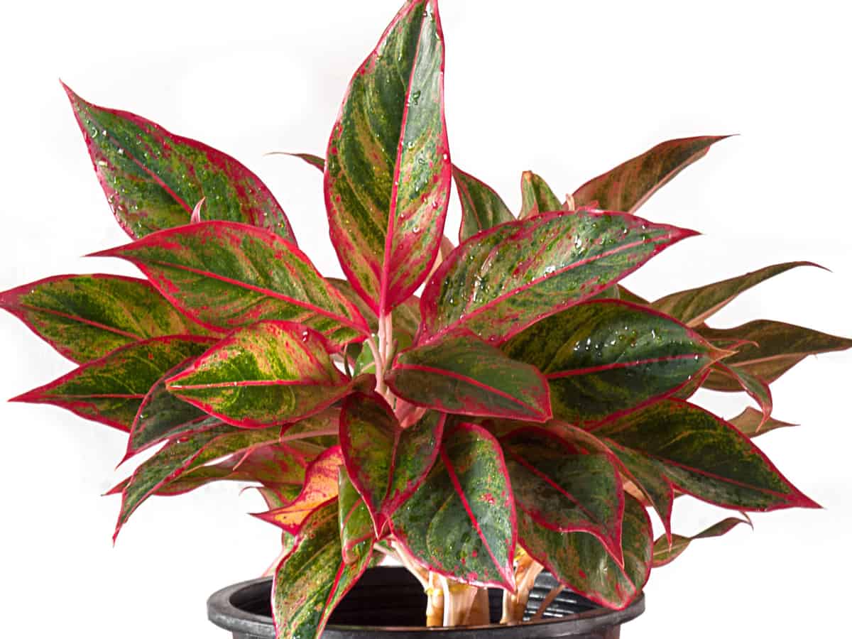 Chinese evergreen will spruce up any home