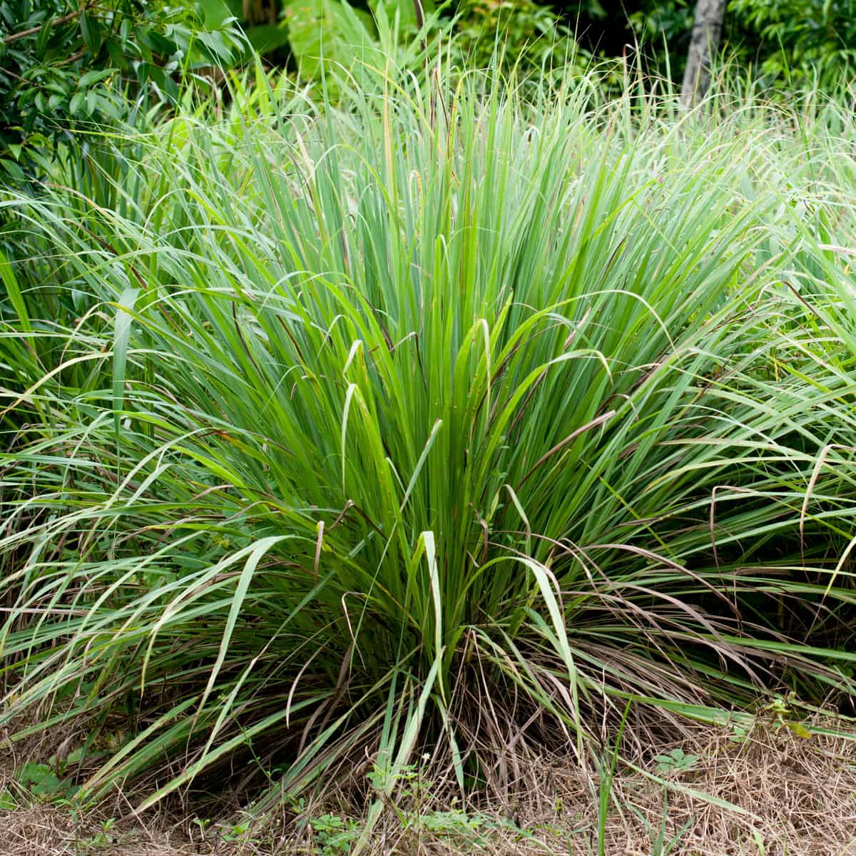 citronella grass is a great mosquito repellent