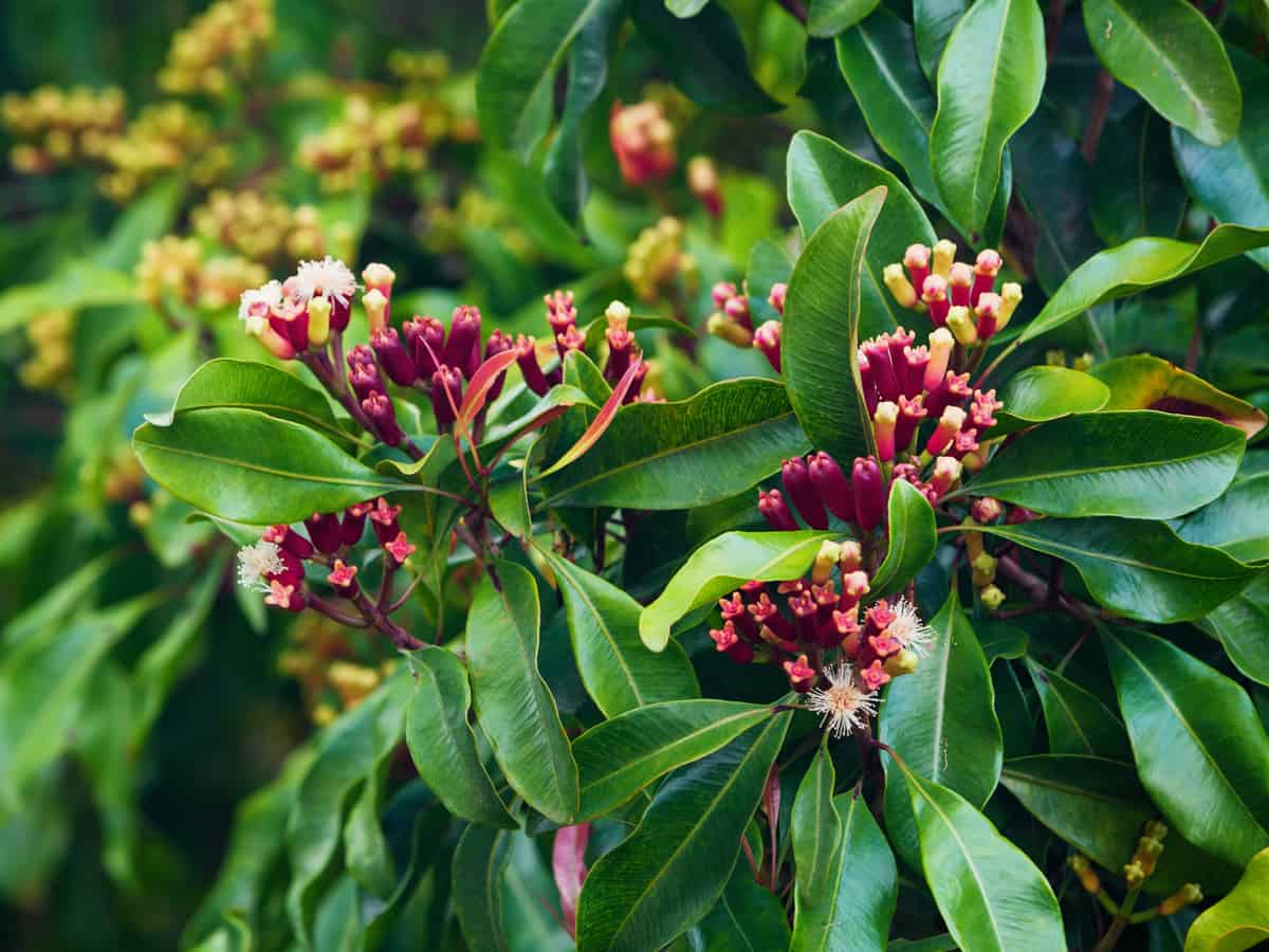 clove plants are a natural mosquito repellent