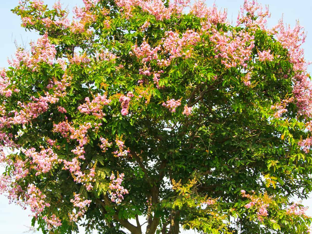 crape myrtle is a fast grower