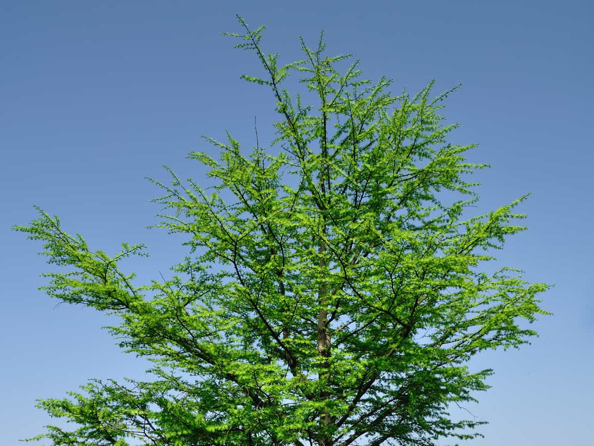 dawn redwood is fast growing and hardy