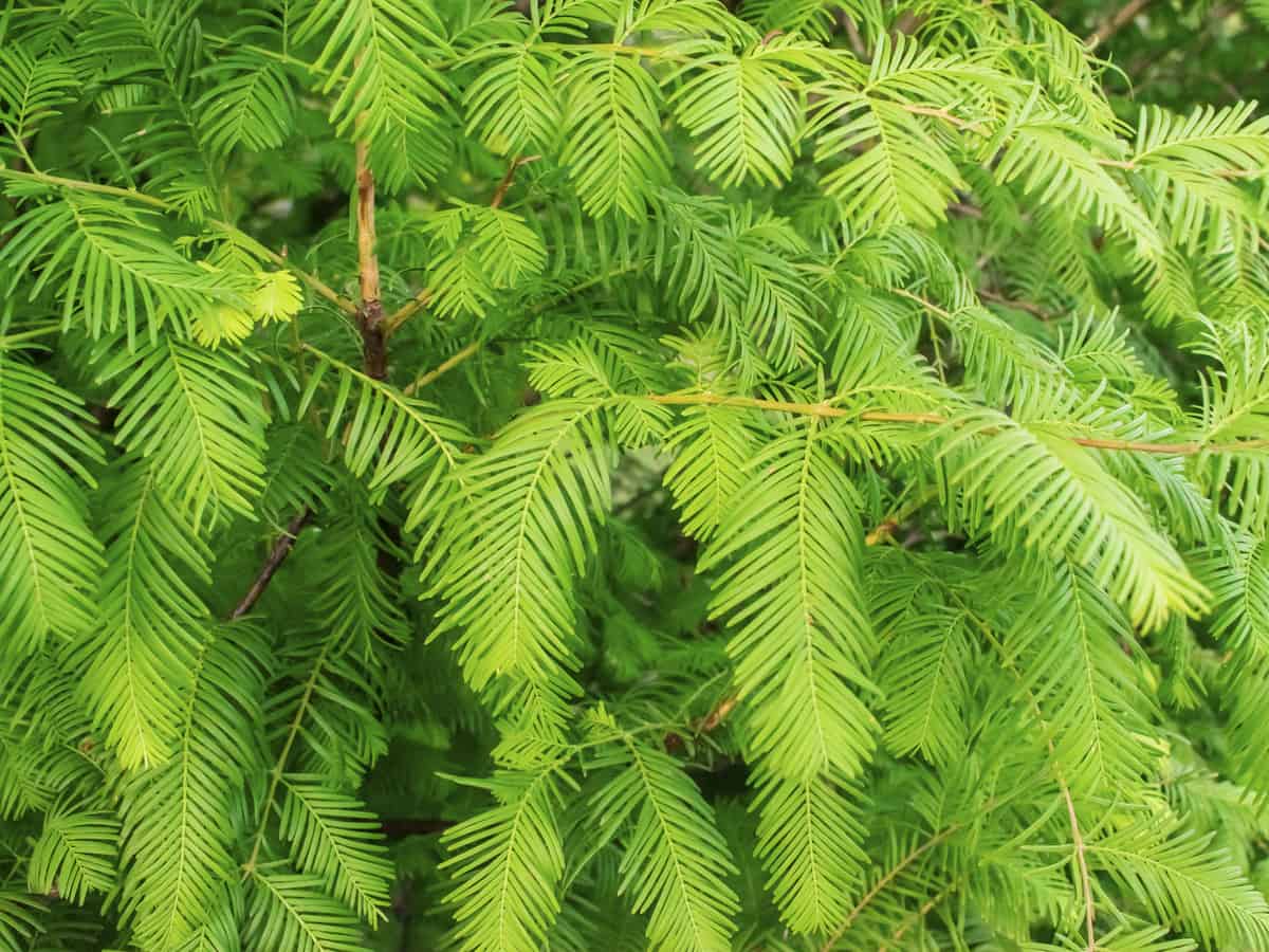 dawn redwood is a great evergreen for privacy