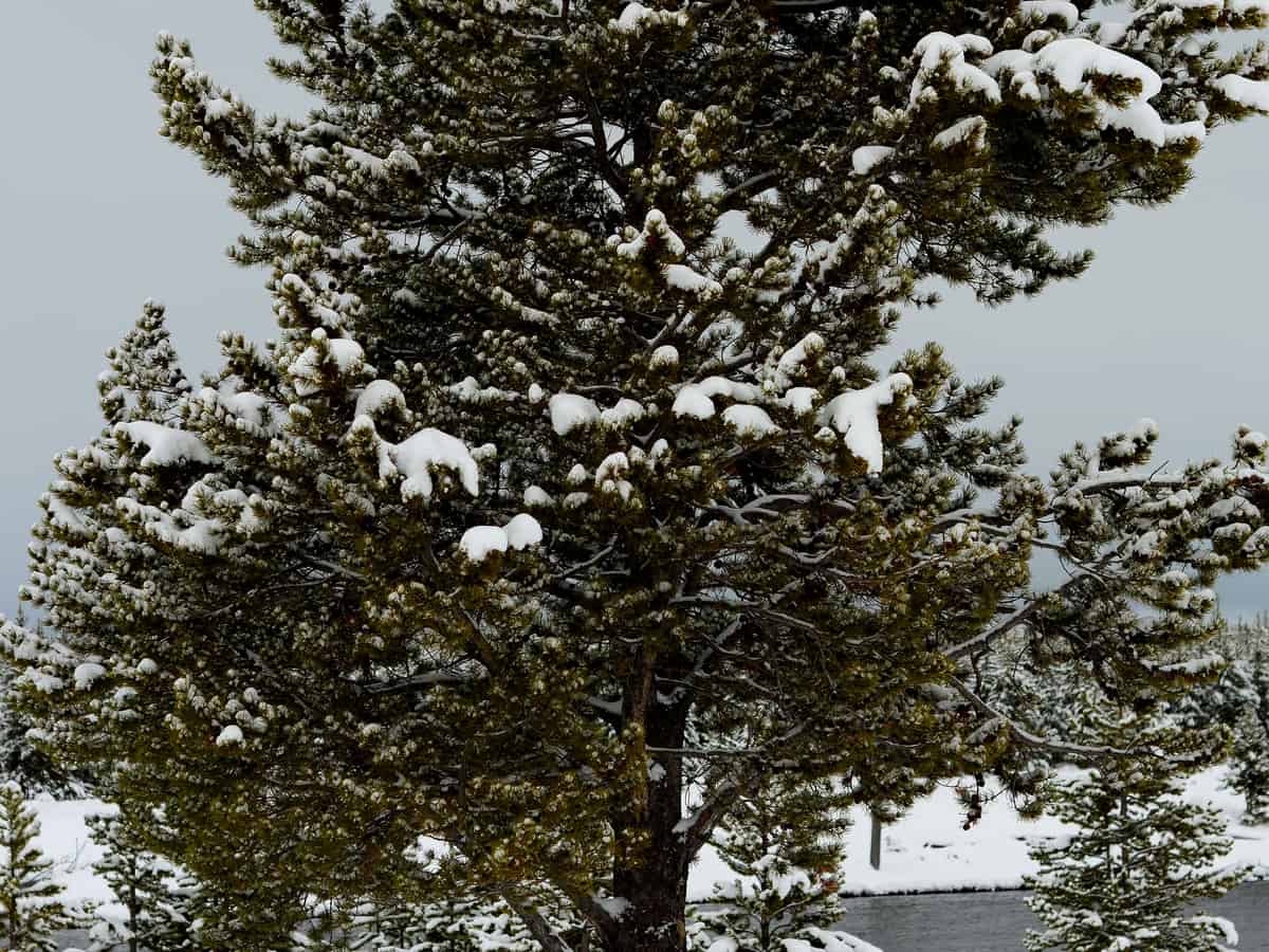 Douglas fir has blue-green foliage