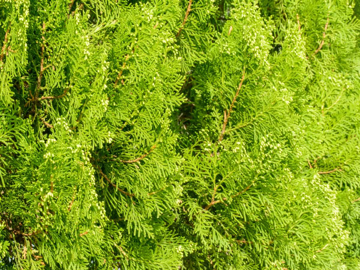 dwarf golden arborvitae grows only five feet tall