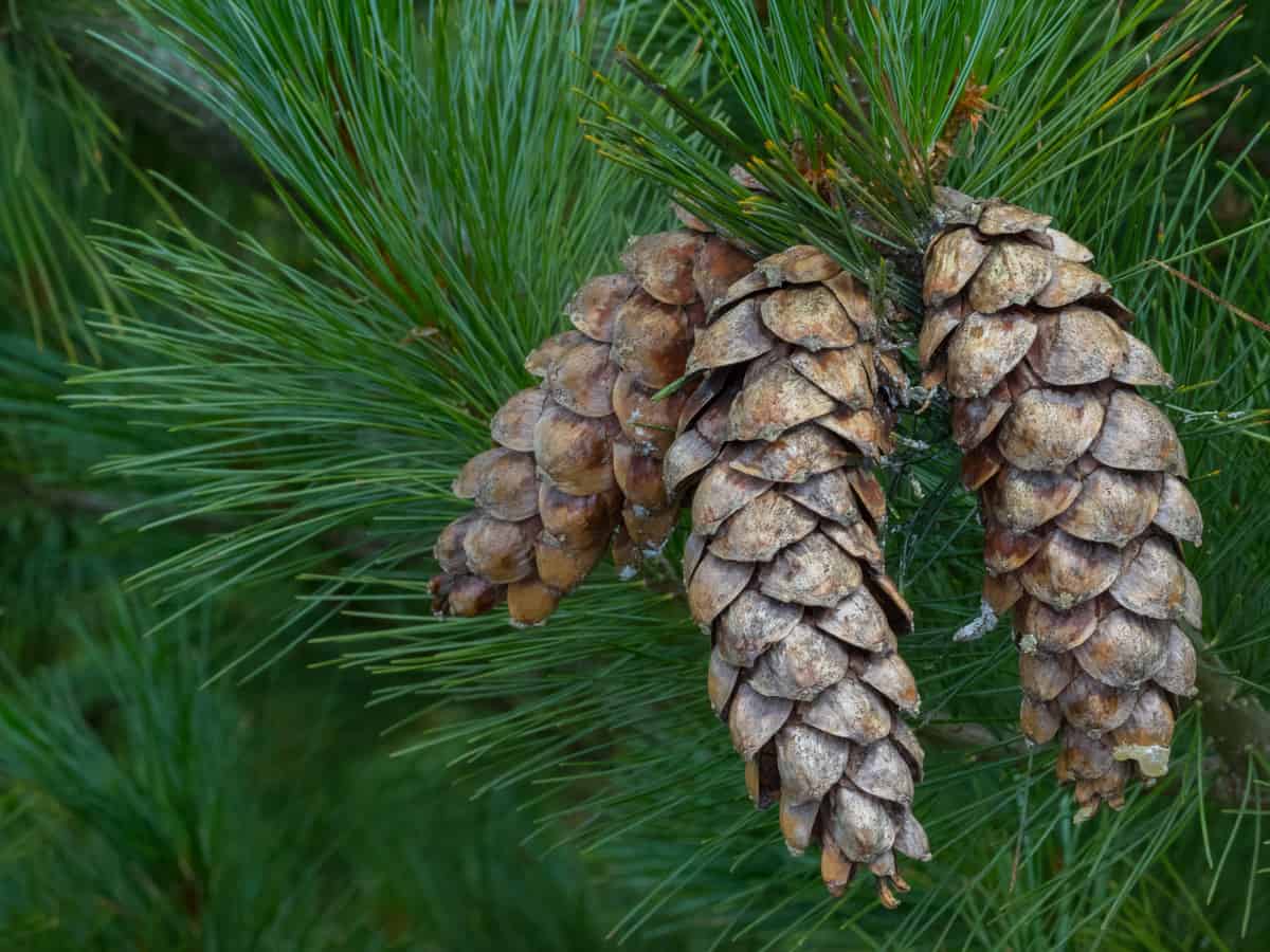 Eastern white pine hides lots of things