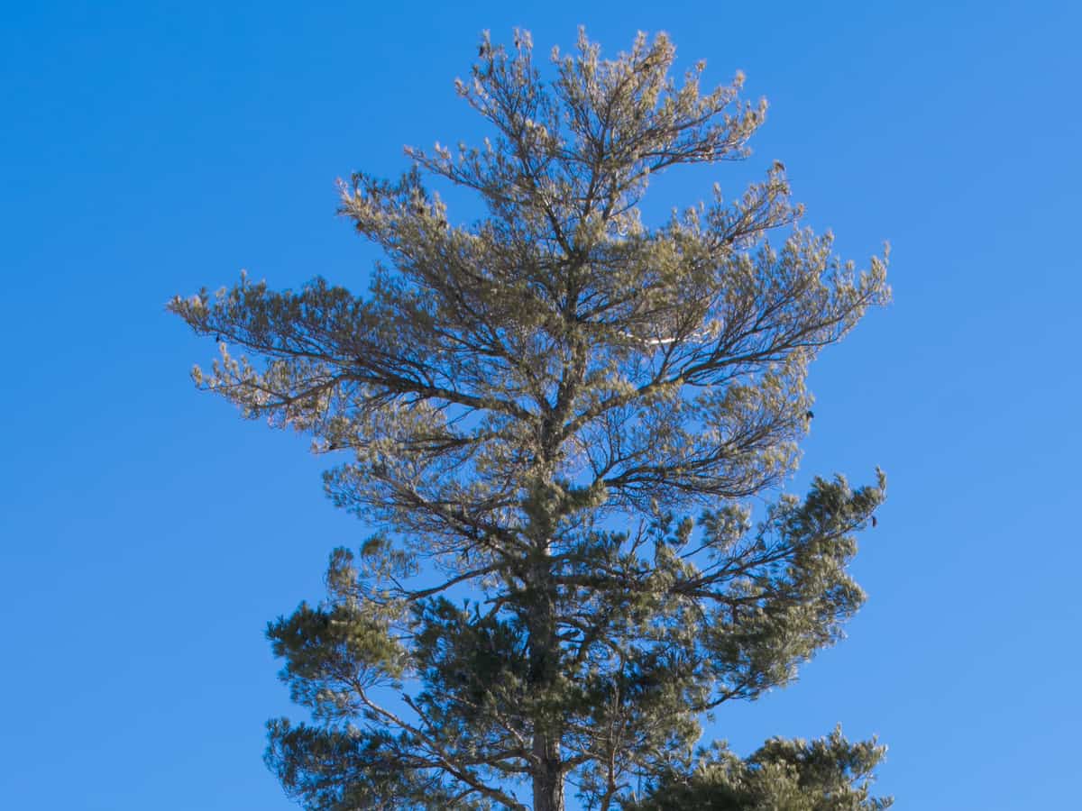 Eastern white pine is an ornamental tree that grows fast