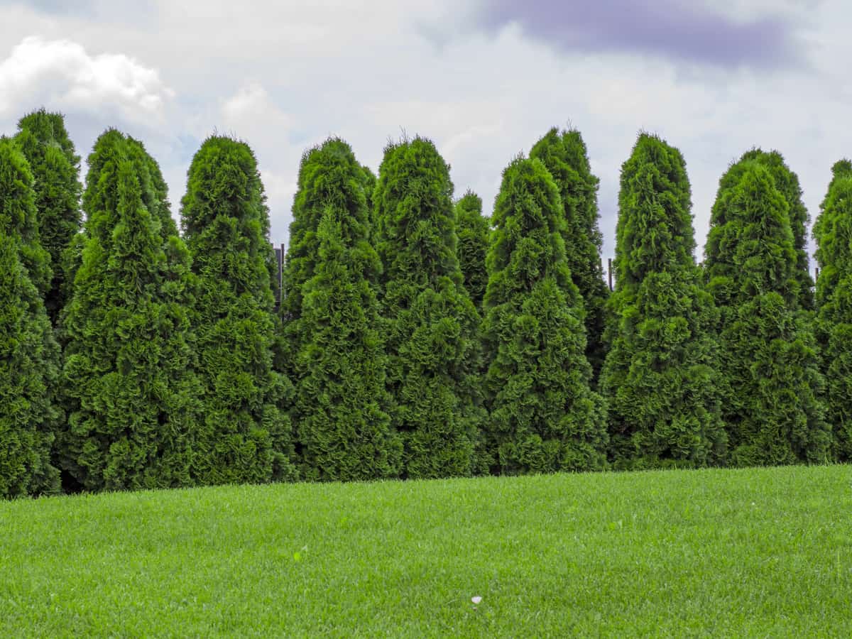 emerald green arborvitae for privacy