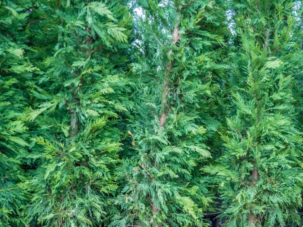 emerald green Thuja is great for small yards