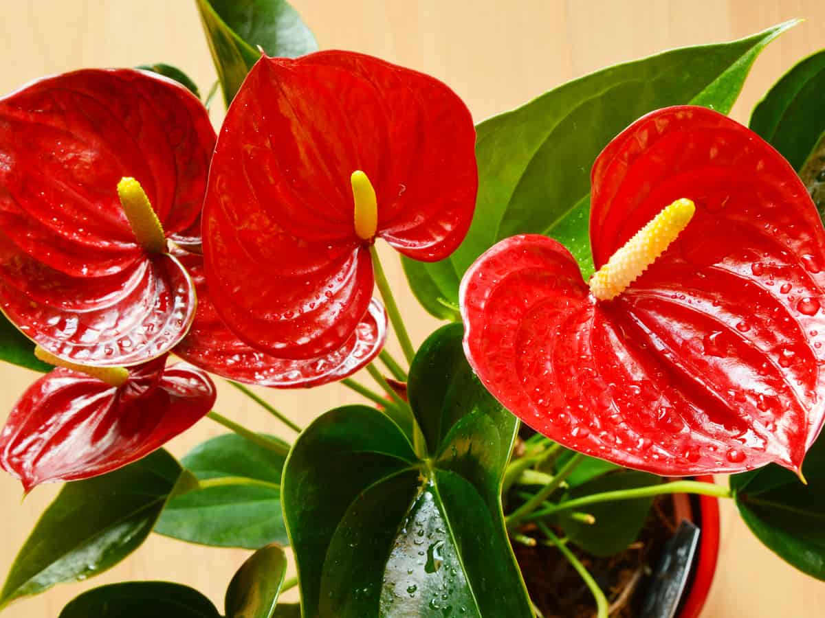 flamingo flower is a vibrant low light houseplant