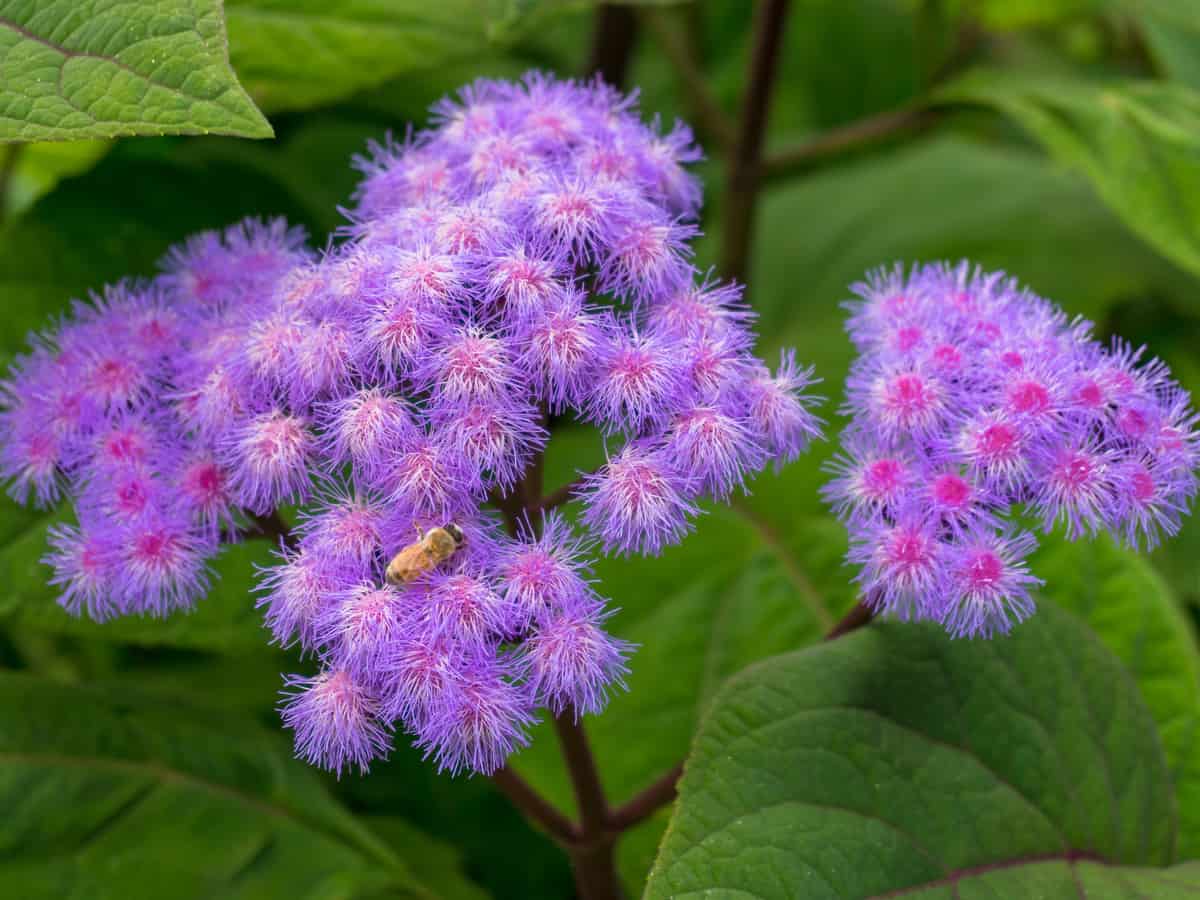 flfossflower is a mosquito repelling plant