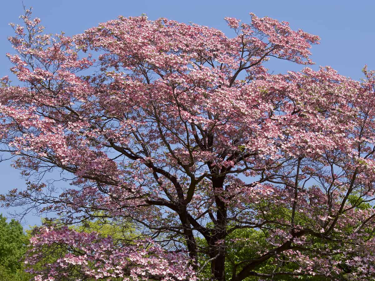 flowering dogwood offers a beautiful display in spring