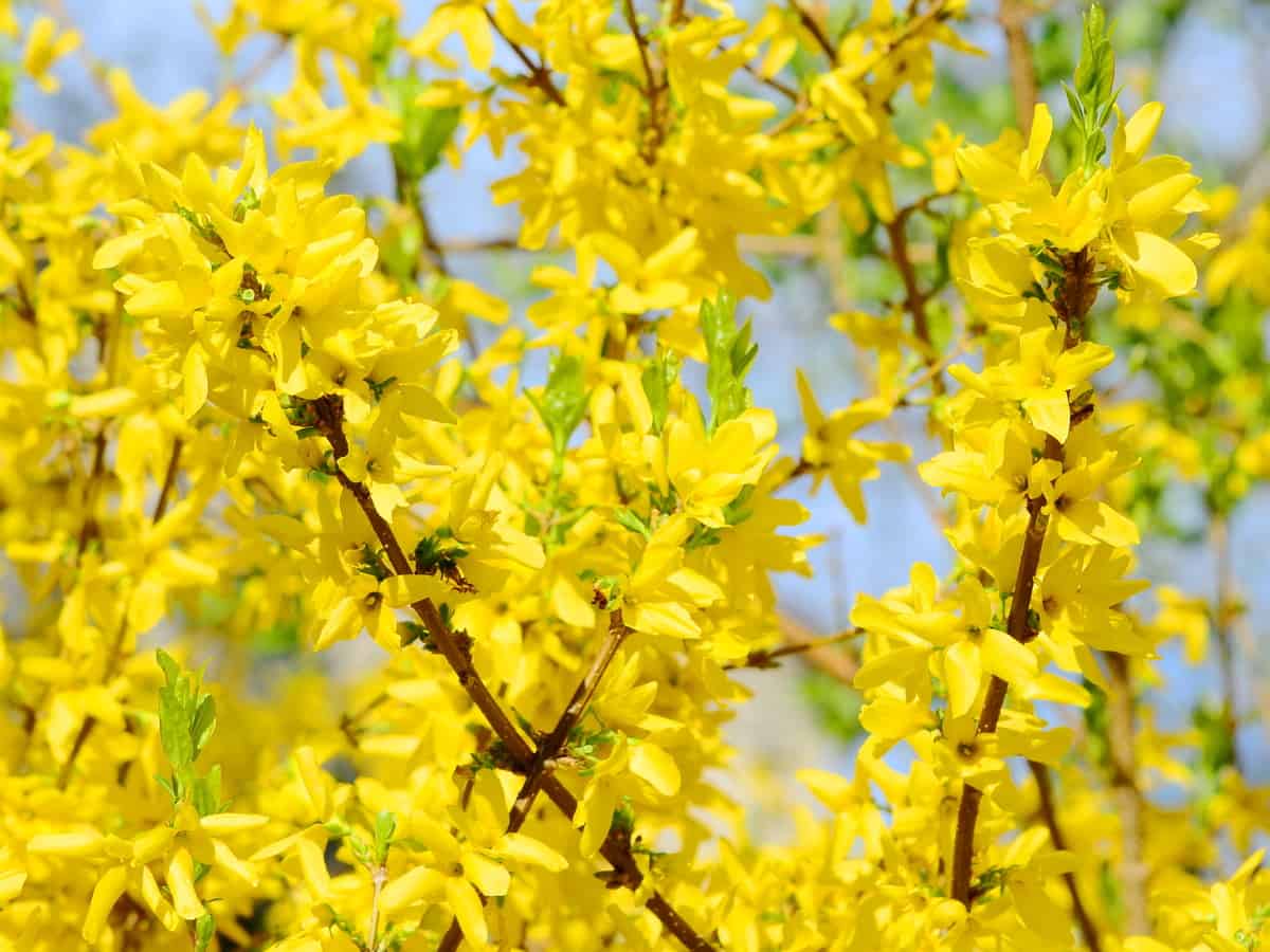 forsythia makes a gorgeous privacy hedge