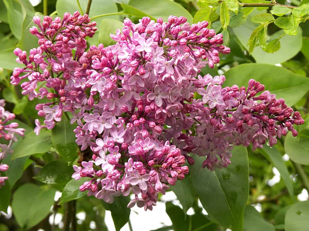 French lilac is a fast-growing plant for privacy