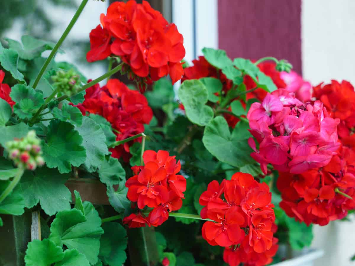 geraniums are mosquito repellent plants