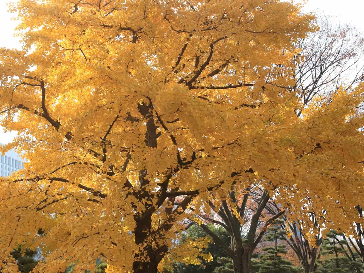 goldspire ginkgo is a colorful way to deter nosy neighbors