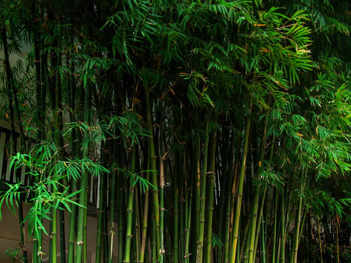 green bamboo thicket keeps out nosy neighbors