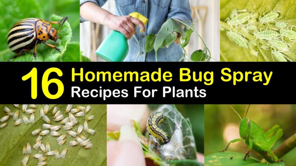 spray bug plants homemade bugs recipes garden plant natural repellent recipe insecticide kill insects mosquito stop using