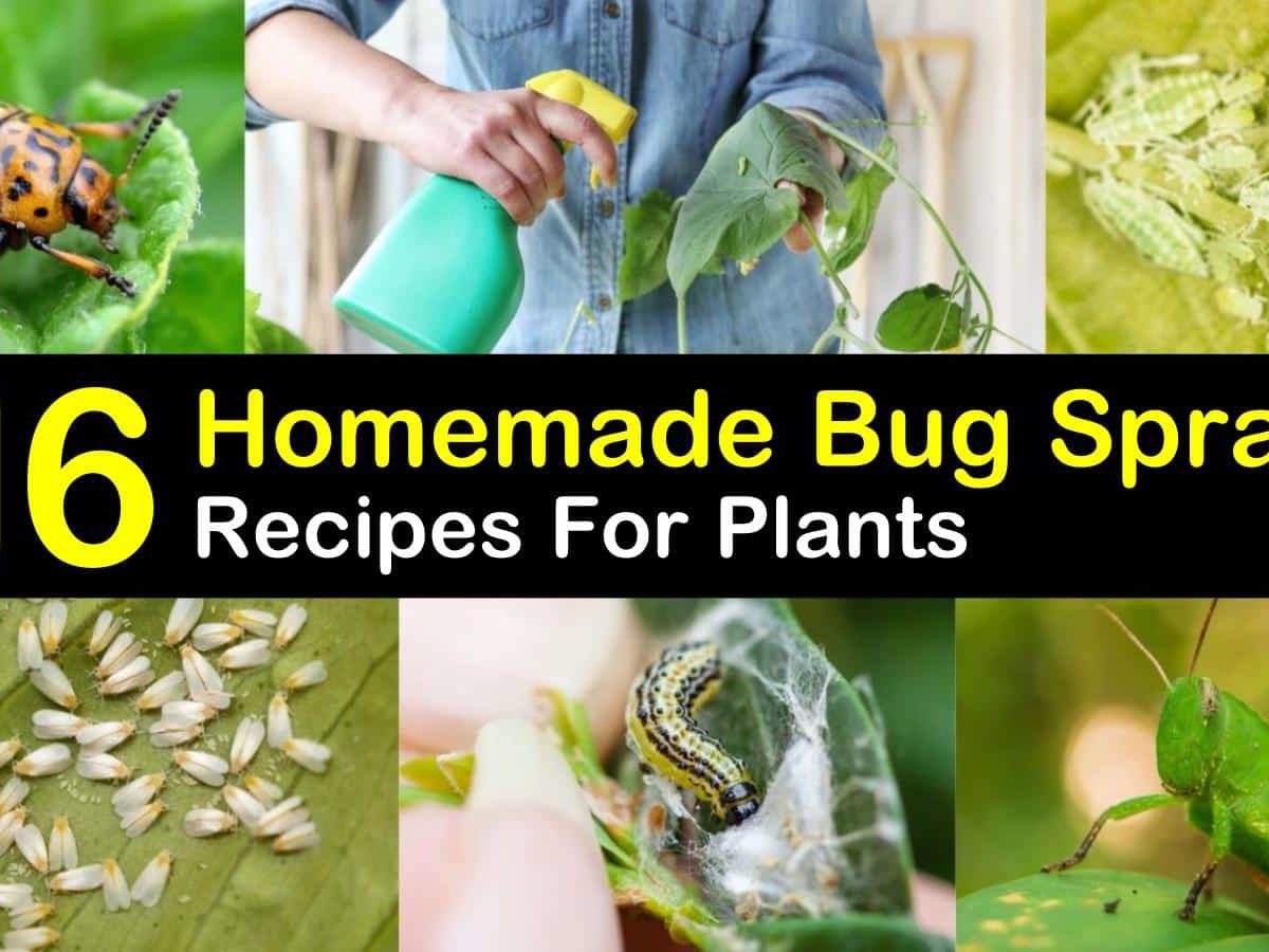 https://www.tipsbulletin.com/wp-content/uploads/2019/04/homemade-bug-spray-for-plants-t1-1200x900-cropped.jpg