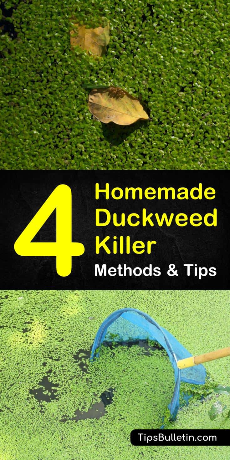 Duckweed is often confused for green algae due to it floating on the water’s surface. Come learn how to safely remove duckweed with our four homemade duckweed killer tips and recipes. #duckweed #aquaticweeds #invasiveplants