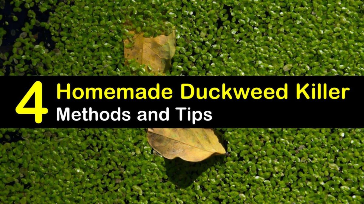 4 DoItYourself Duckweed Killer Strategies