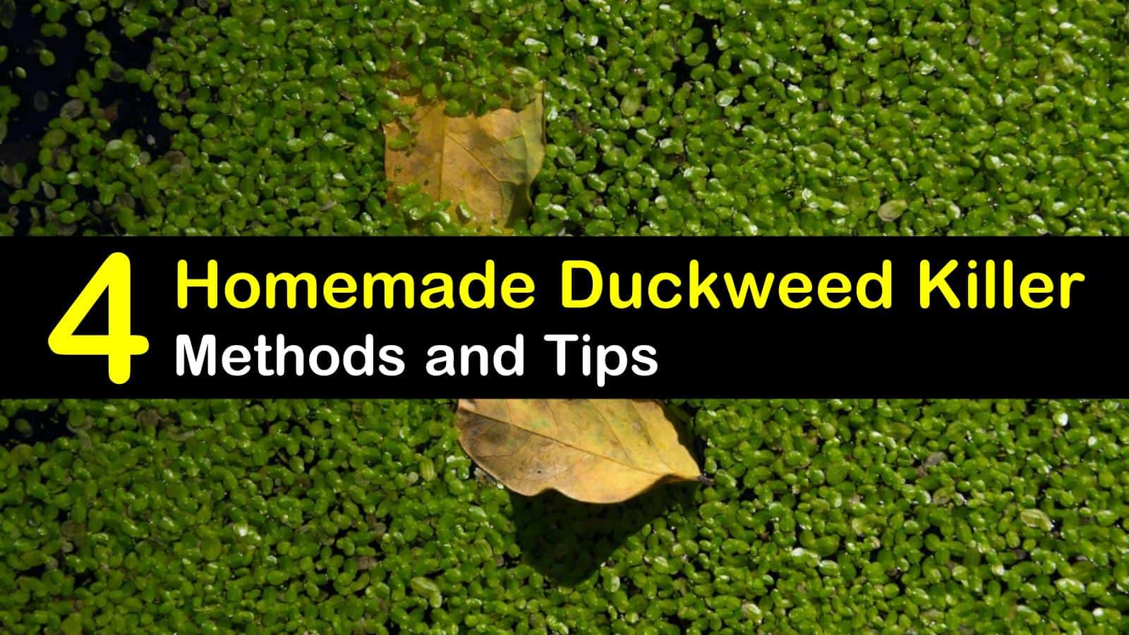 homemade duckweed killer titleimg1