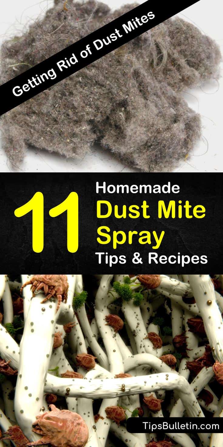 Learn to make an amazingly simple DIY, homemade dust mite spray using natural ingredients like essential oils and baking soda. Get rid of those bed bugs as soon as possible with these tips and tricks. #dustmites #homemadespray