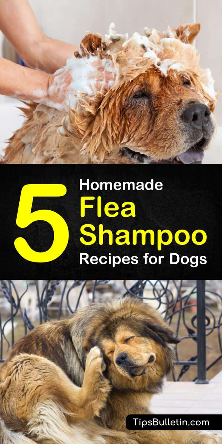 You and your dog no longer have to suffer from flea infestations. Learn how you can use own of our homemade flea shampoo for dogs recipes with ingredients like vinegar, coconut oil, and essential oils to kill fleas and soothe your puppy's dry skin.#killfleas #nomorefleas#fleainfestation